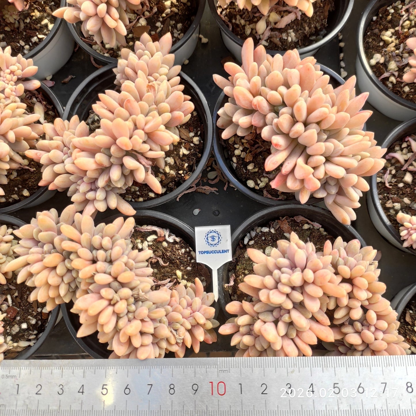 25639 Echeveria Drunken Beauty Cristata (9cm pot size)