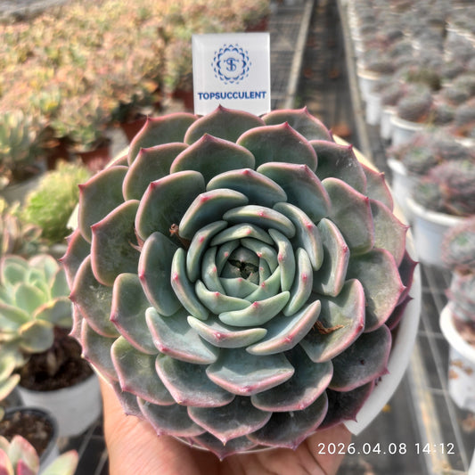 19303 Echeveria Pirate (16cm pot size)