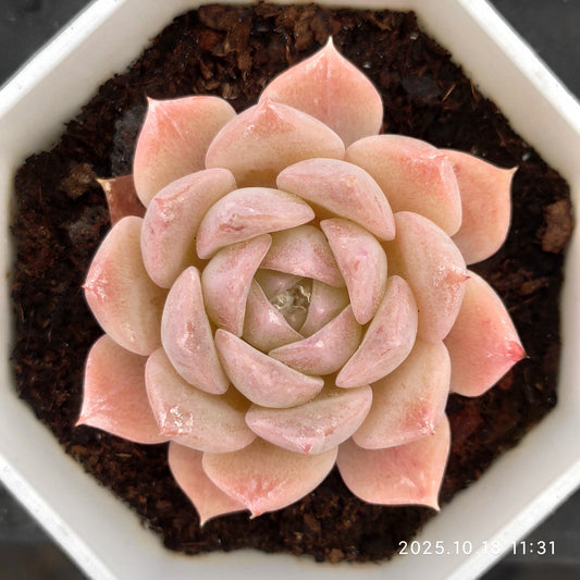 17742 Echeveria Pure Love (7cm pot size)