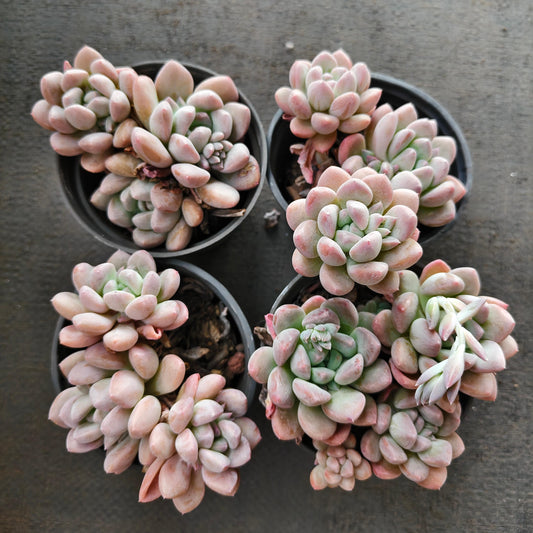 264287 Echeveria Sugar Jade (9cm pot size)