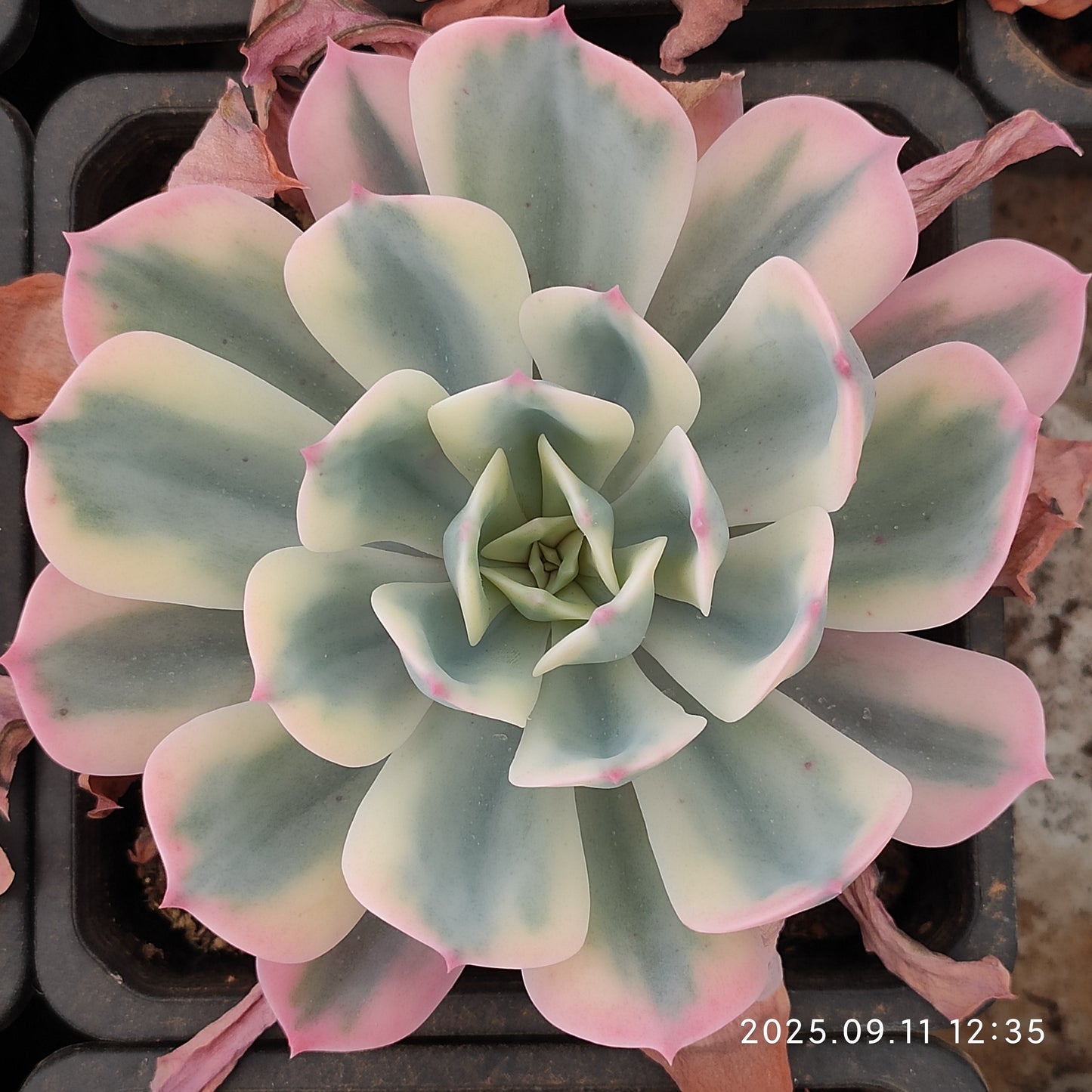 THH076 Echeveria Imbricata Variegated(12cm pot size)