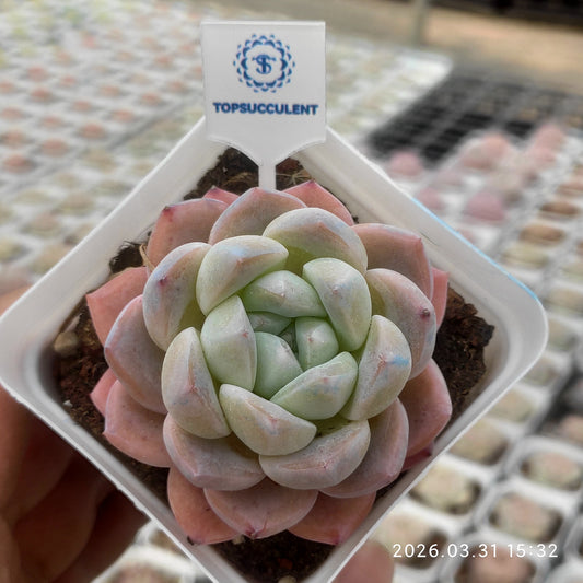 25529 Echeveria Cream Monroe (6.5cm pot size)
