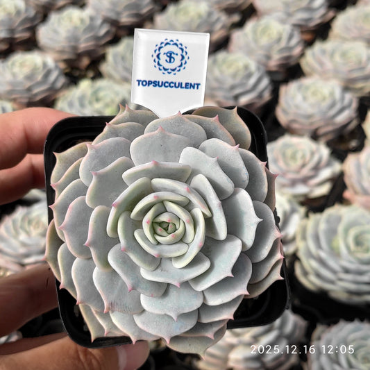 21796 Echeveria Pink Butterfly (7cm pot size)