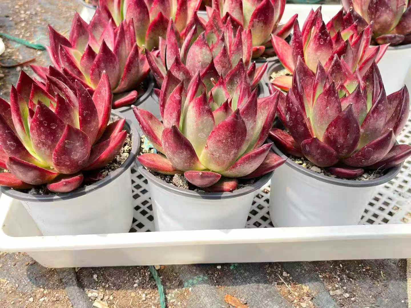 24060 Echeveria Roca (11cm pot size)