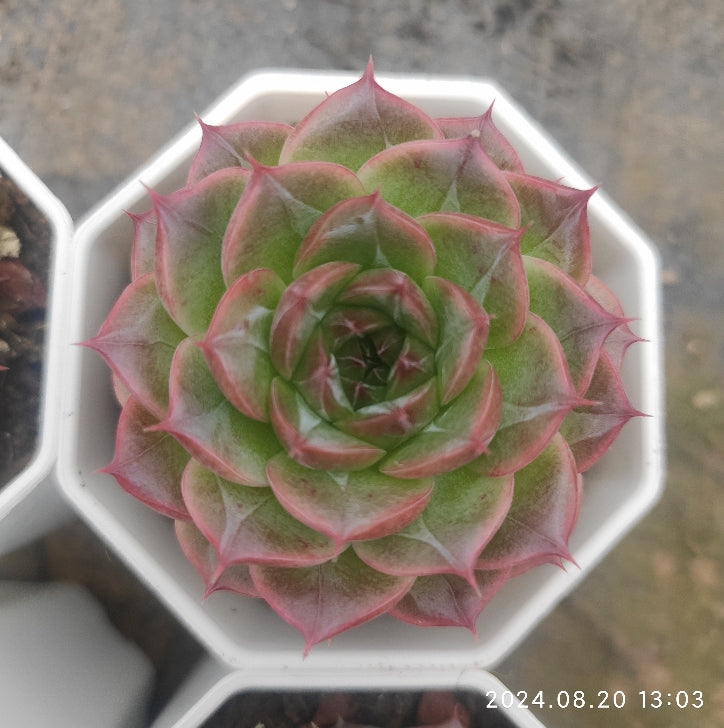 XQ764 Echeveria Aquaman Crystal