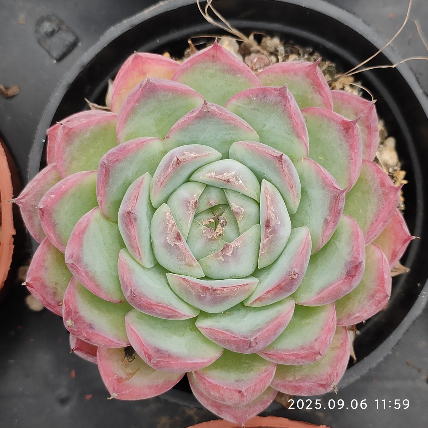 RC043 Echeveria Pink Crystal Rose(9cm pot size)