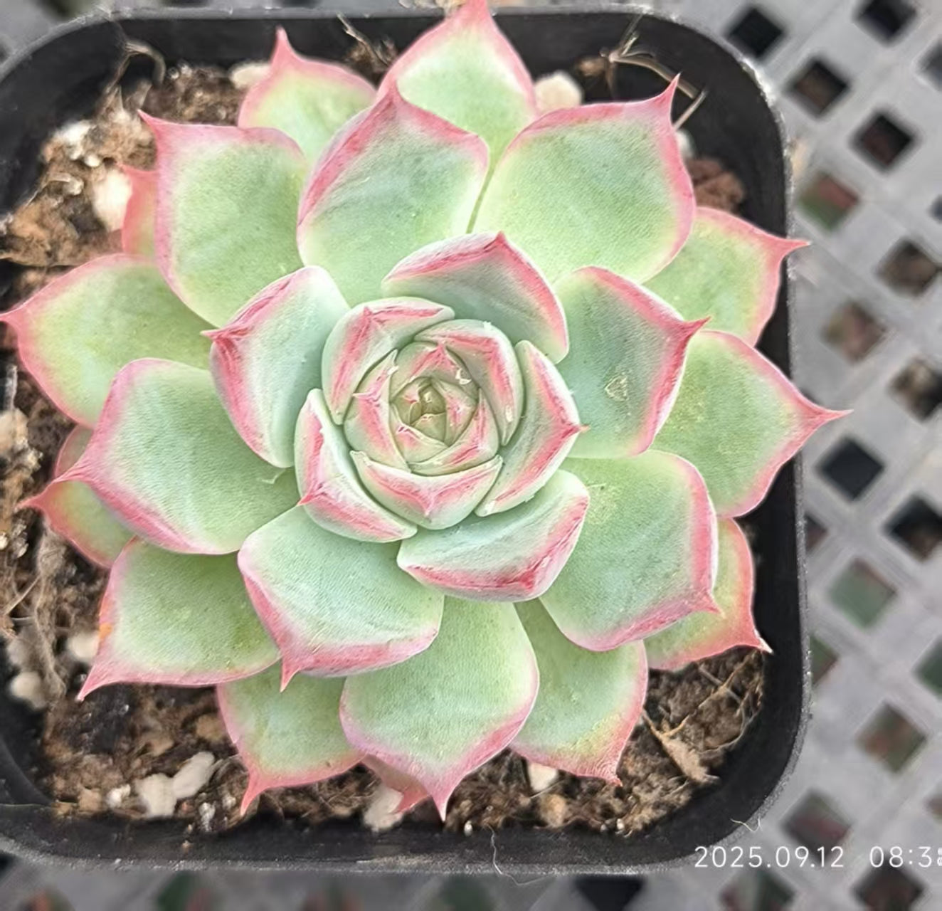 RDD182 Echeveria Silhouette(6.5cm pot size)