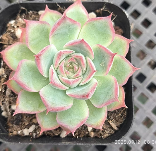 RDD182 Echeveria Silhouette(6.5cm pot size)