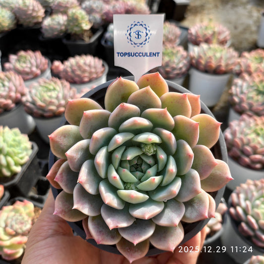 22192 Echeveria White Dews Hyb (12cm pot size)