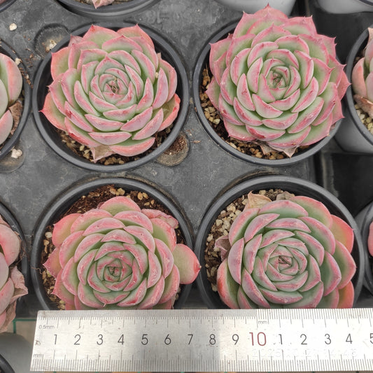 T1513 Echeveria Silhouette (9cm pot size)