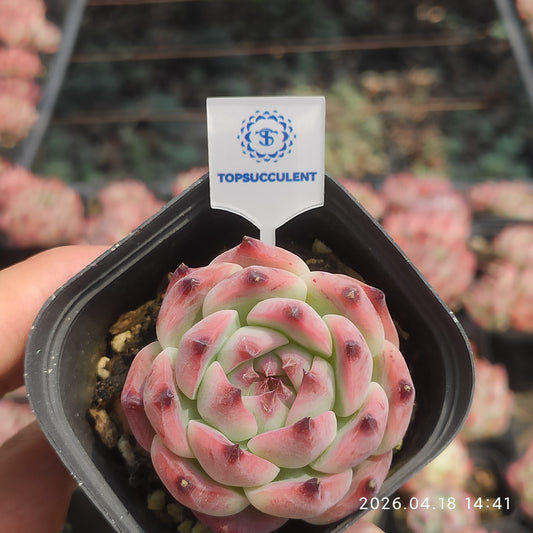 2804 Echeveria Colorata (6.5cm pot size)