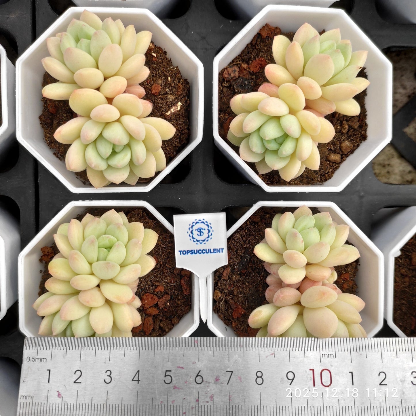 23811 Echeveria Magnolia (7cm pot size)