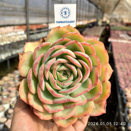 14977 Echeveria Morning Due (12cm pot size)