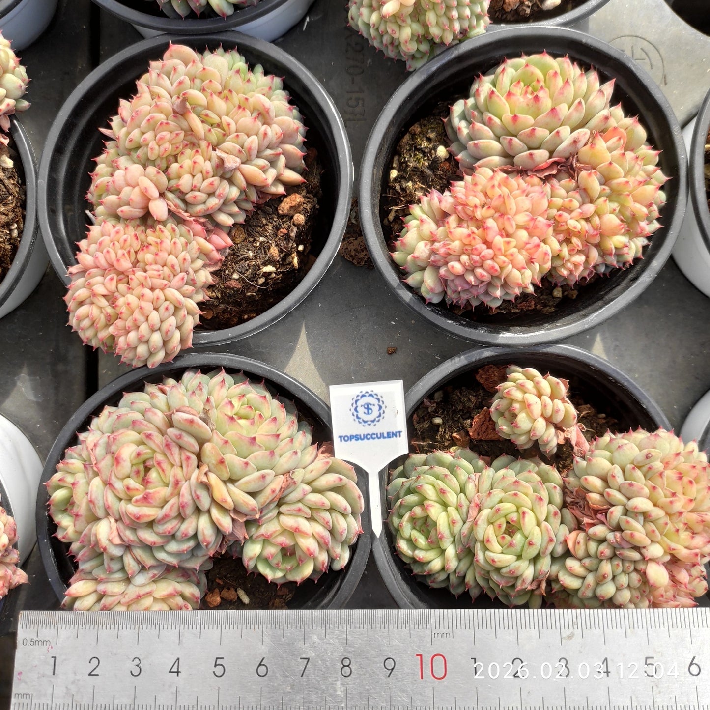 25631 Echeveria White Fat Cristata (9cm pot size)