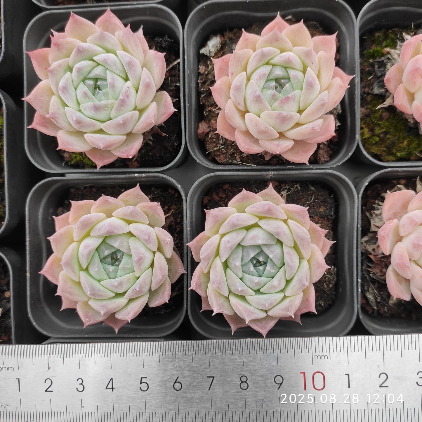 YBB037 Echeveria Rosalia(5.5cm pot size)