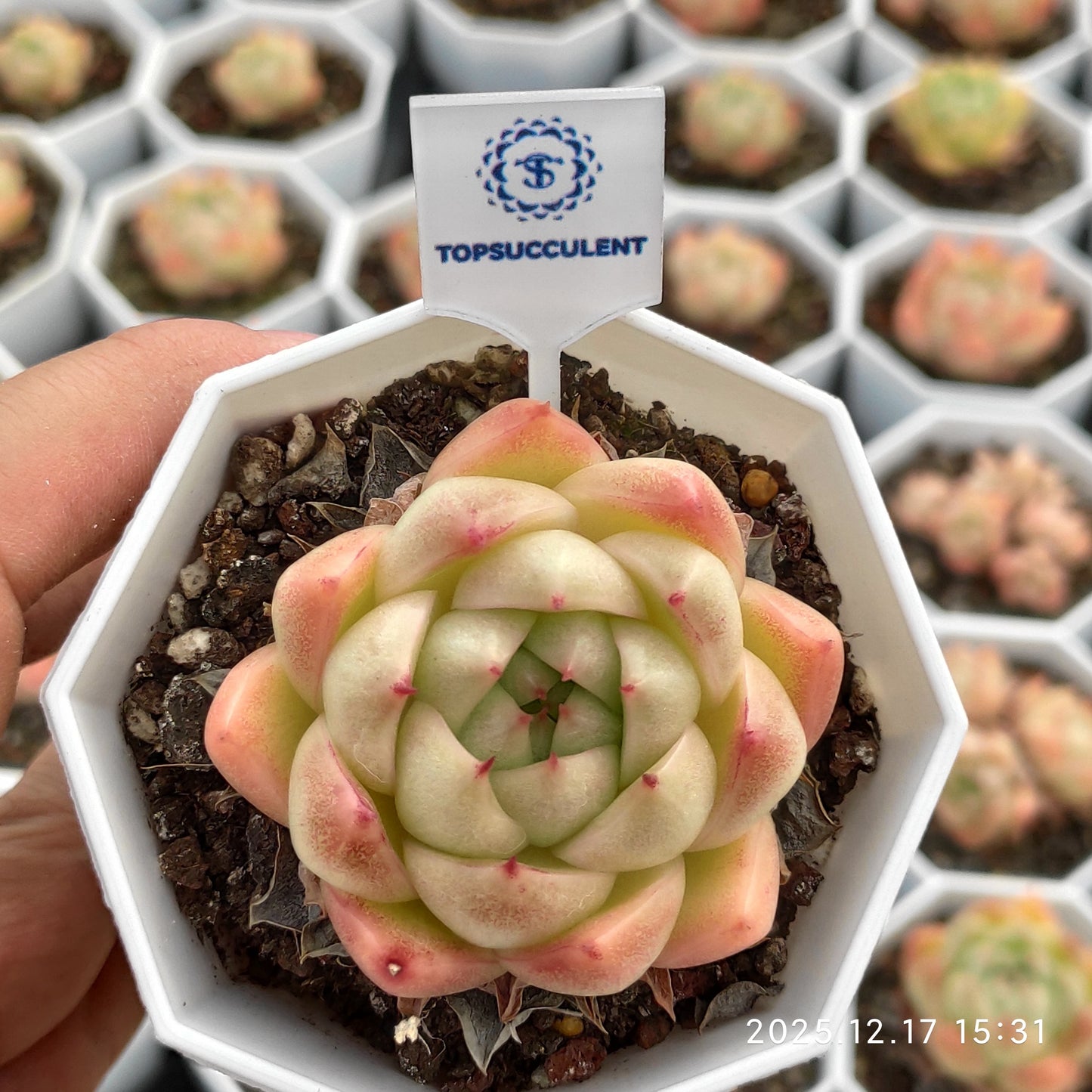 17304 Echeveria Clear Sky Jenny (7cm pot size)