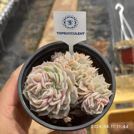 25614 Echeveria Blue Surprise Cristata (9cm pot size)