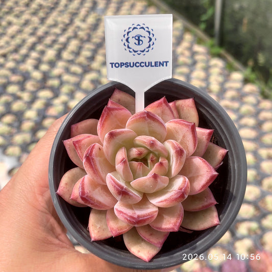 360490 Echeveria Black Warrior (9cm pot size)