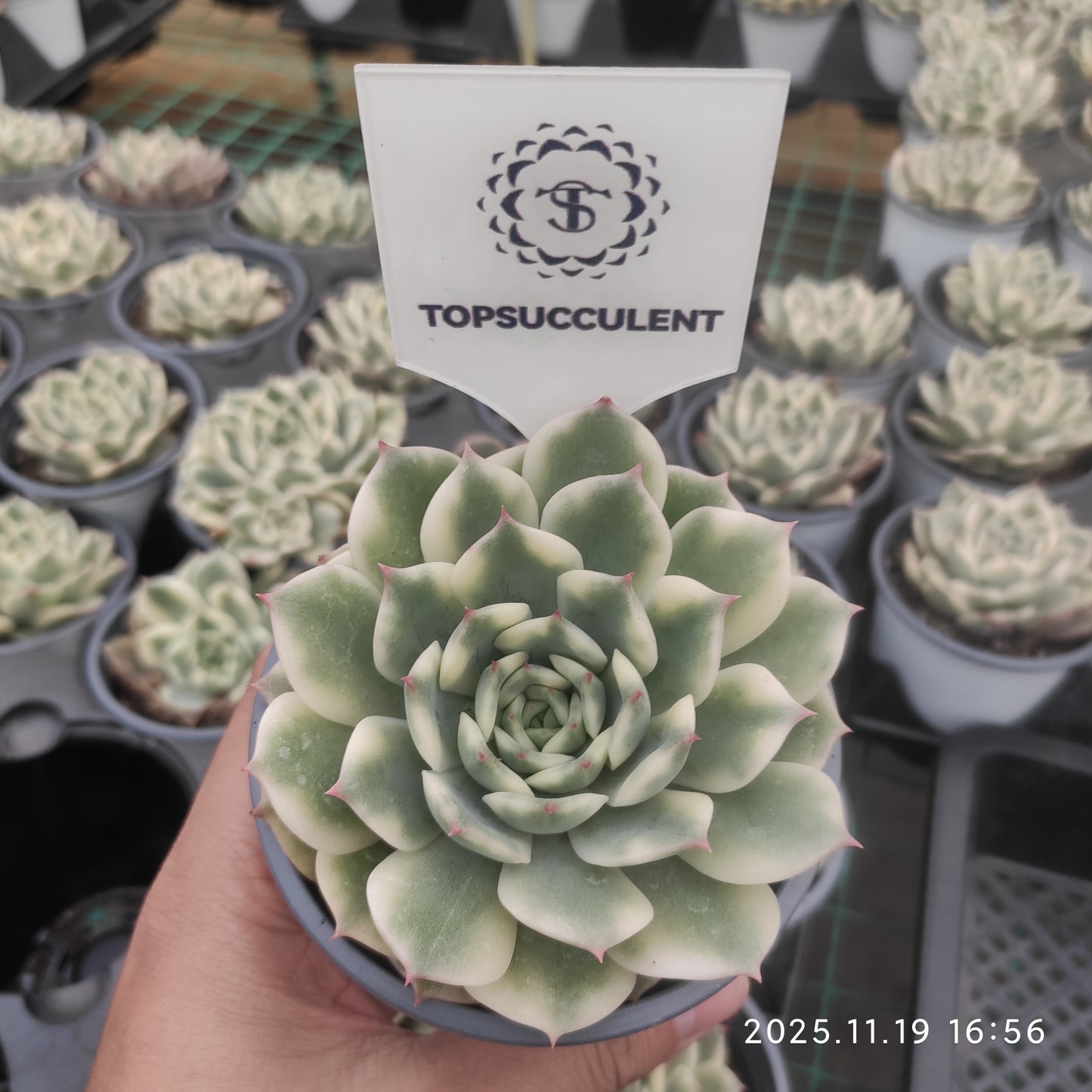 22744 Echeveria Erica Variegated (9cm pot size)