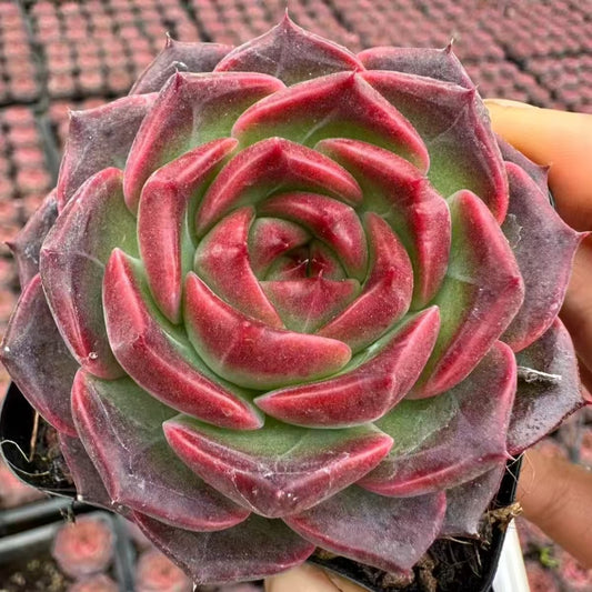 21508 Echeveria Mocha (7cm pot size)