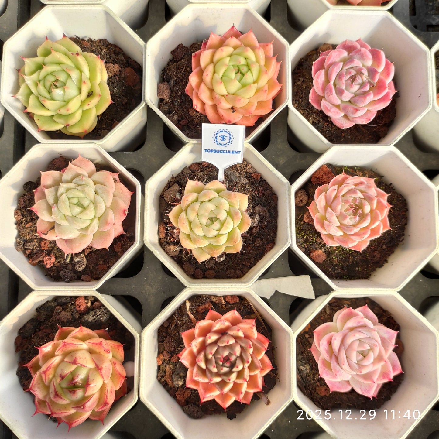 14936 Echeveria Silhouette x Berry (7cm pot size)