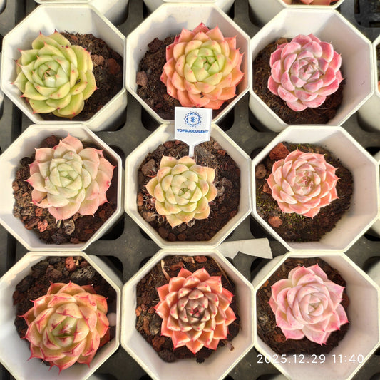 14936 Echeveria Silhouette x Berry (7cm pot size)