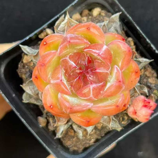 21990 Echeveria Unguiculat Jenny (7cm pot size)