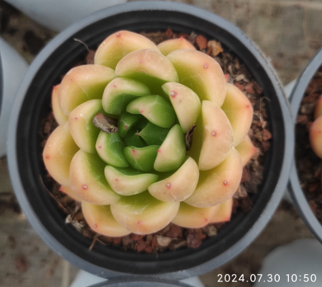 SKL249 Echeveria Green Water Ghost