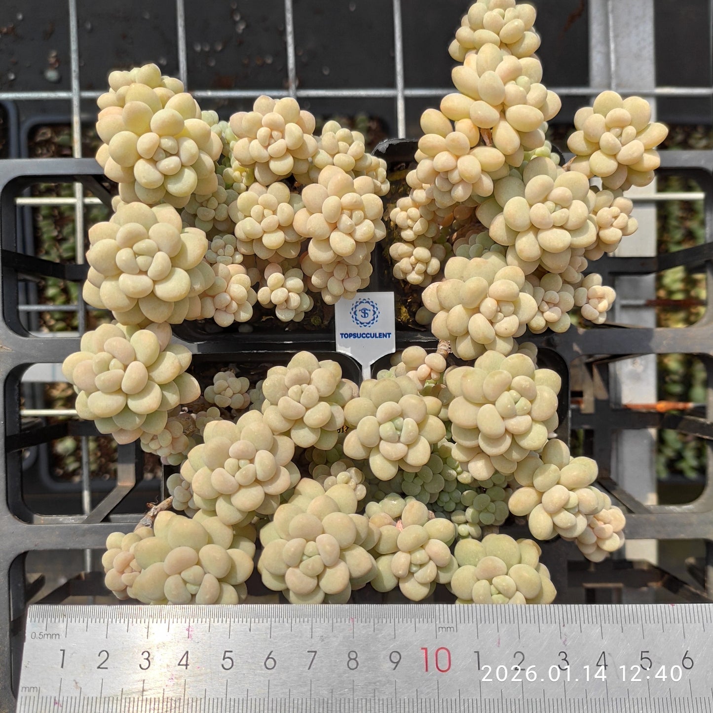 24717 Echeveria Rococo (7cm pot size)