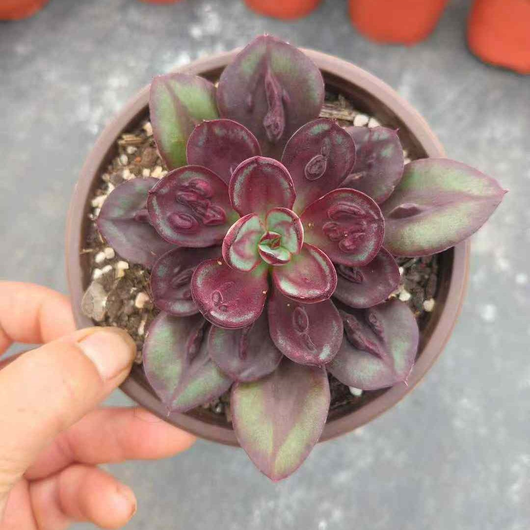 25051 Echeveria Nodulosa (9cm pot size)
