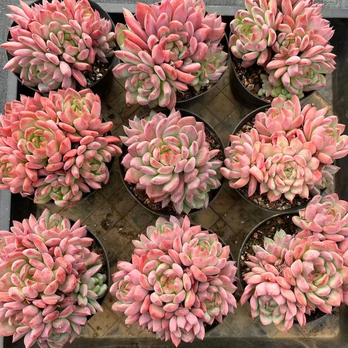 QNY179 Echeveria Grape Yoyo(12cm pot size)