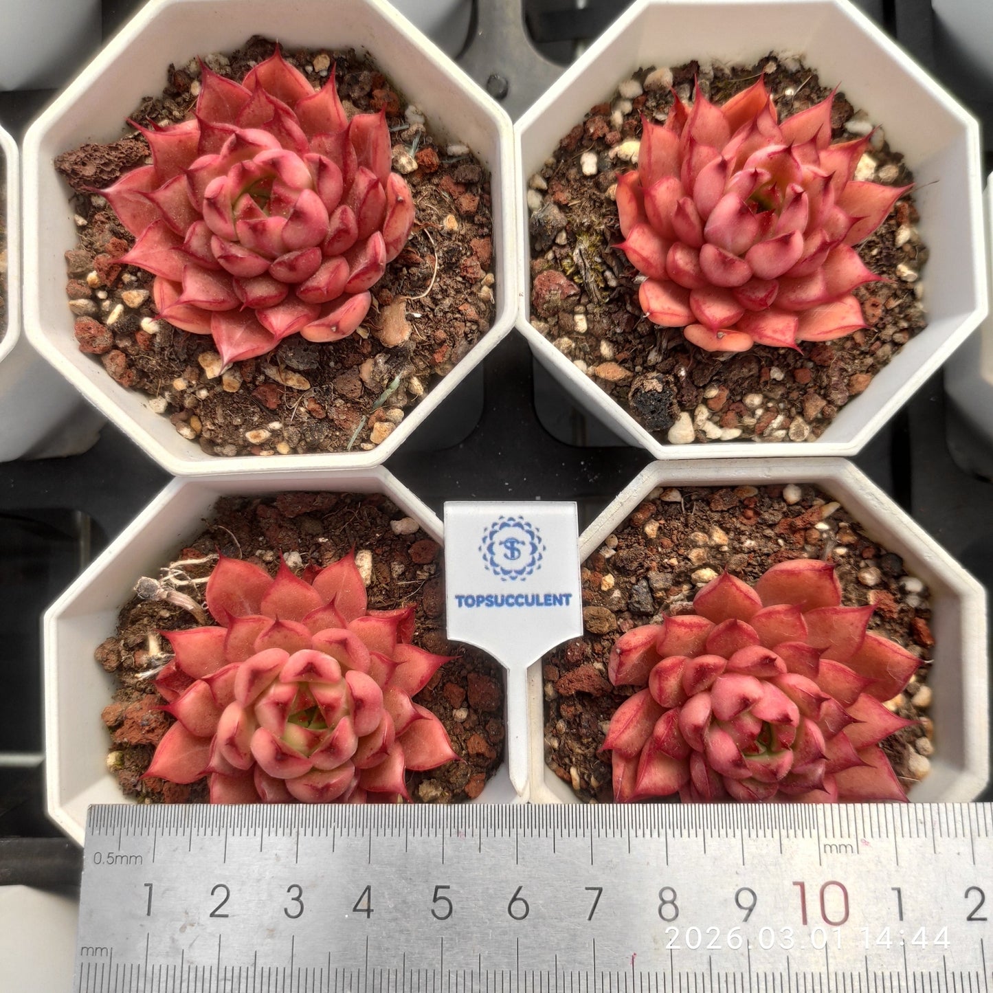 16433 Echeveria Red Glow (7cm pot size)