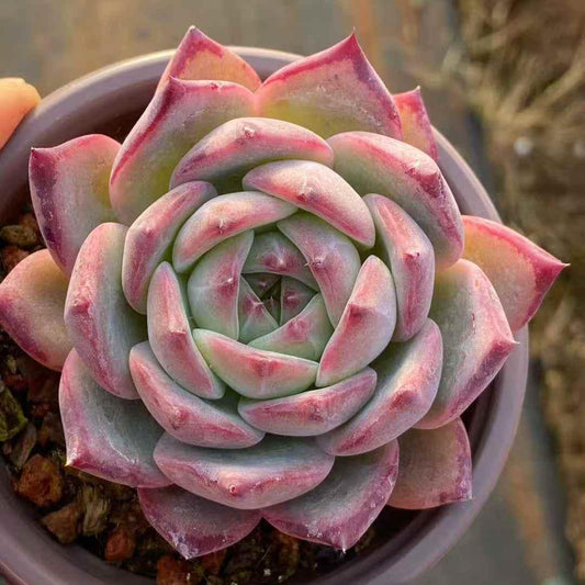25395 Echeveria Ratam (9cm pot size)