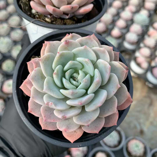 15531 Echeveria Begonia (9cm pot size)