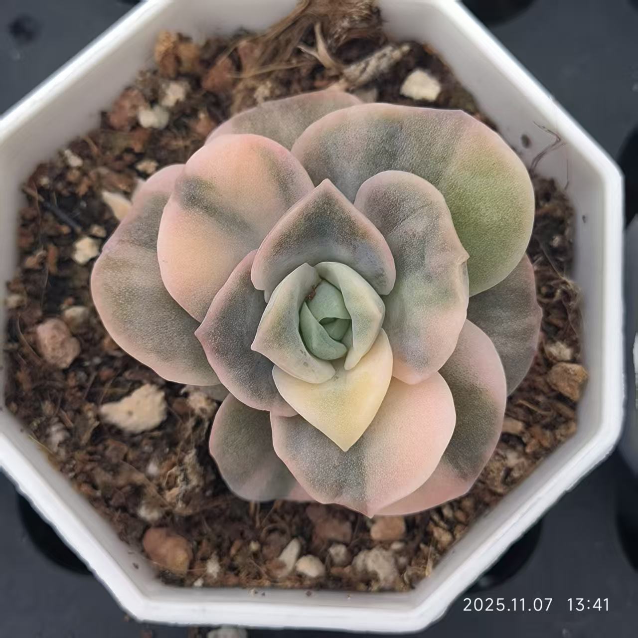 20607 Echeveria Lovely Rose Variegated (6.5cm pot size)