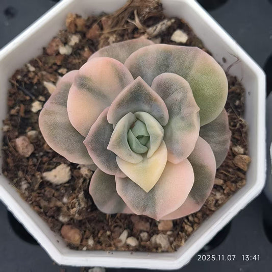 20607 Echeveria Lovely Rose Variegated (6.5cm pot size)