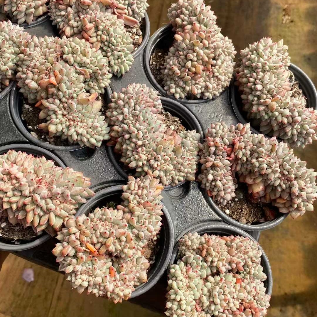 20743 Echeveria Puff Cristata (9cm pot size)