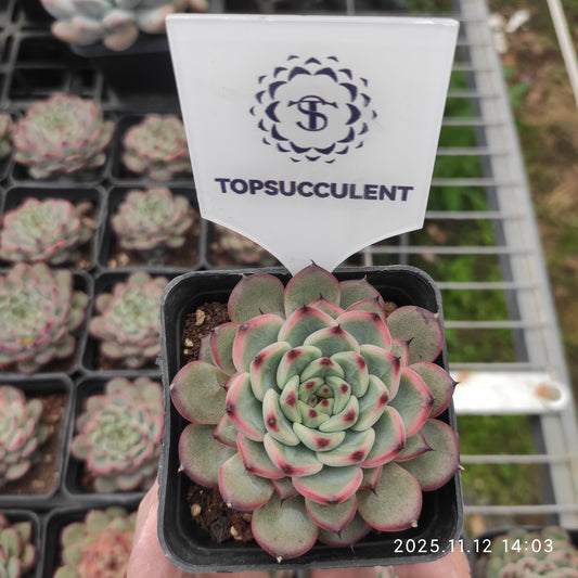 7248 Echeveria Starlight Jenny (7cm pot size)