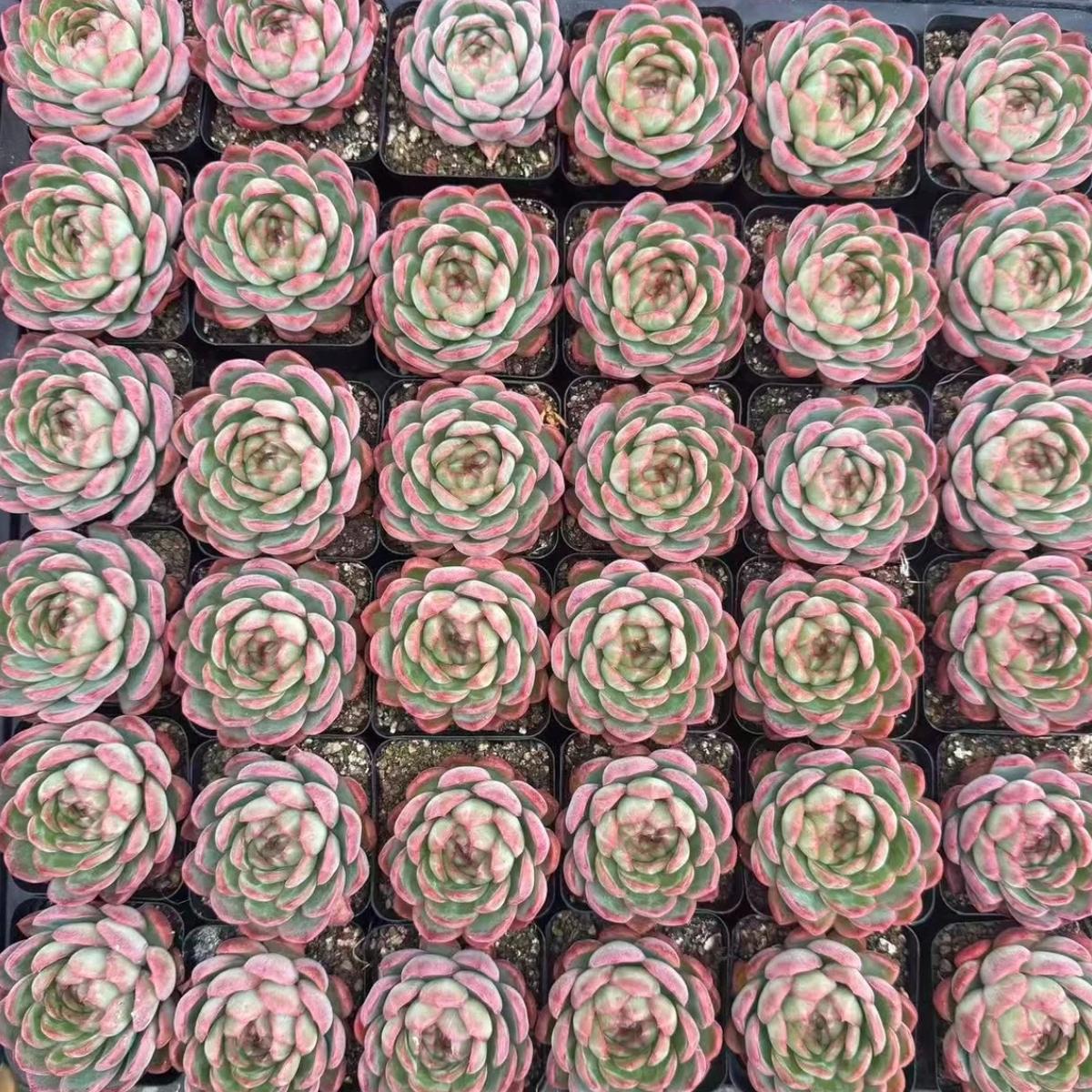 22630 Echeveria Strawberry Pudding (6cm pot size)