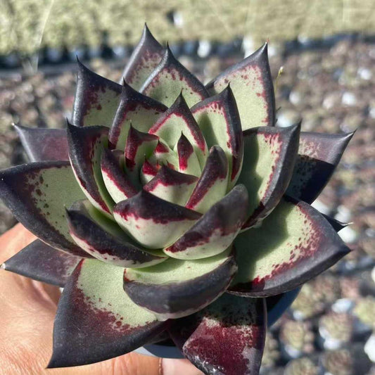 23194 Echeveria Dark Lord (12cm pot size)