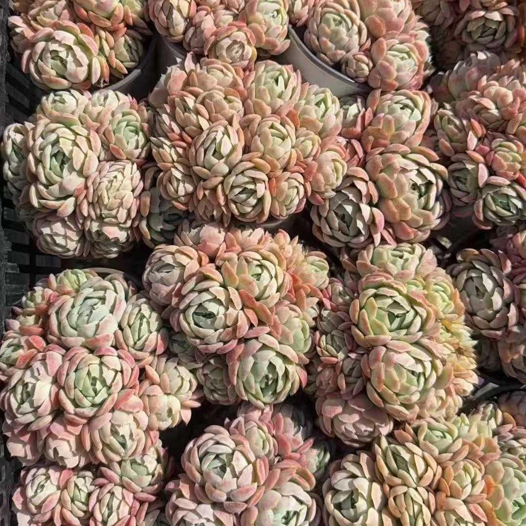 23388 Echeveria Berry (12cm pot size)