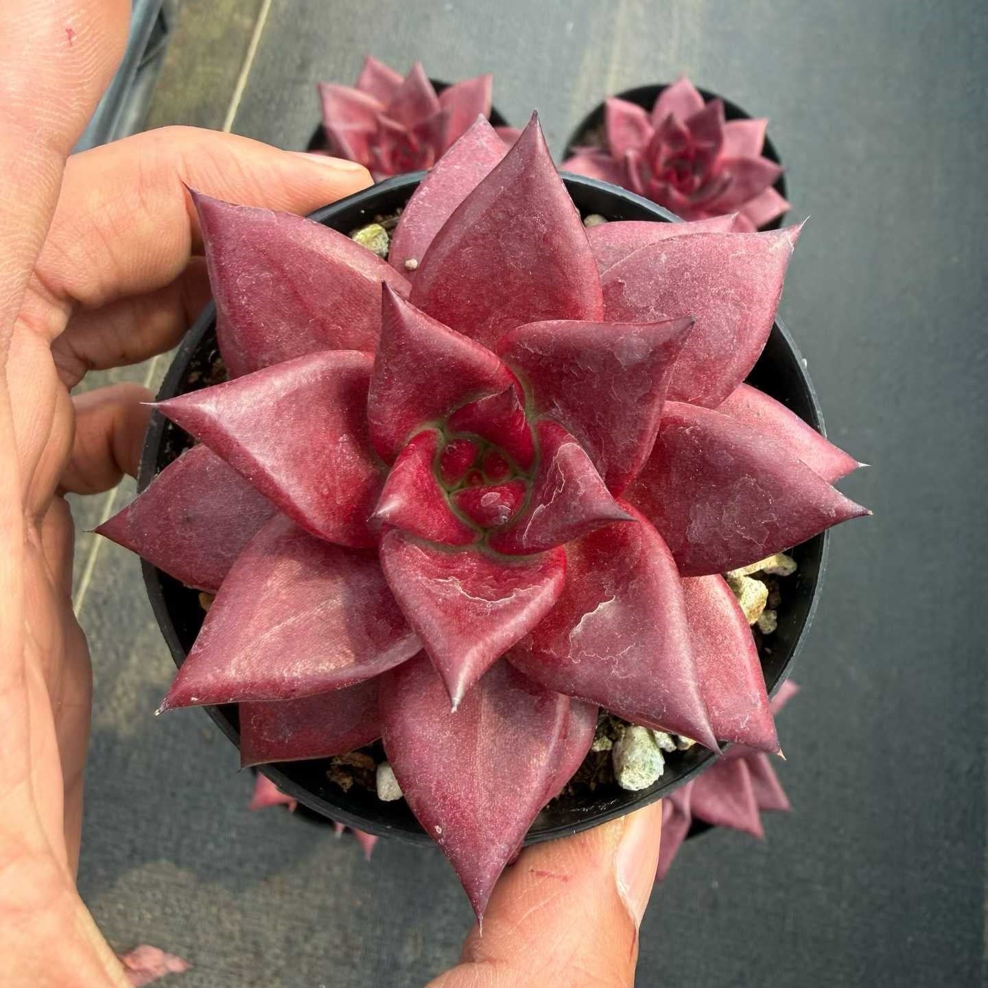 12475 Echeveria Robin (9cm pot size)