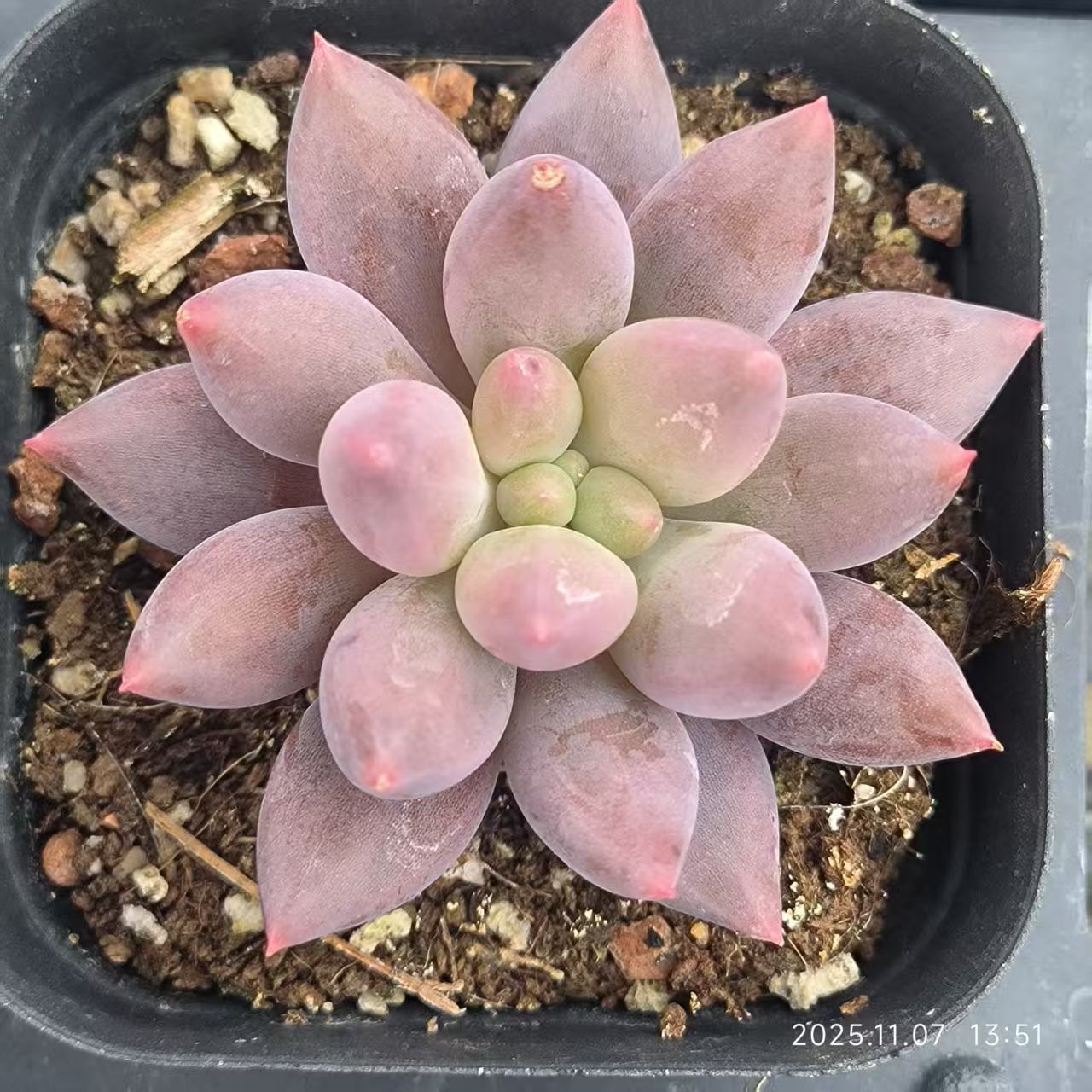 4227 Echeveria Angels Finger (6.5cm pot size)