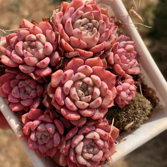 24581 Echeveria Matchmaker (9cm pot size)