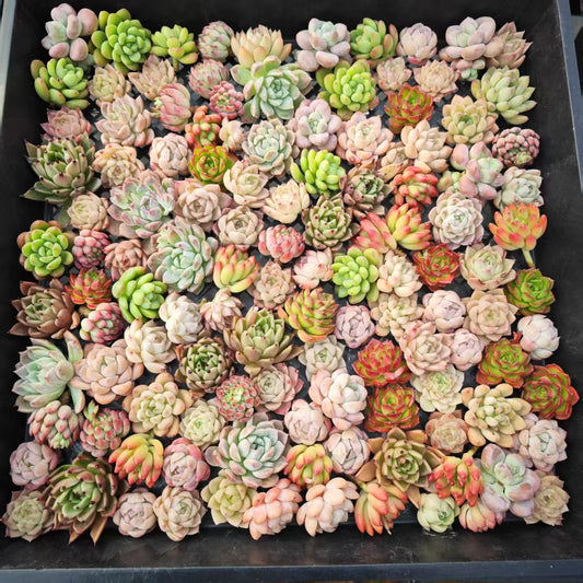 17856 Echeveria Longissima x Champagne (3cm pot size)