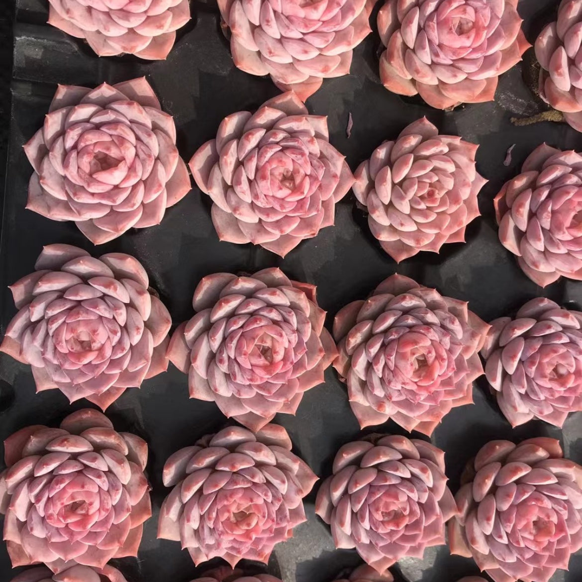 23897 Echeveria Amazing Grace (5cm pot size)