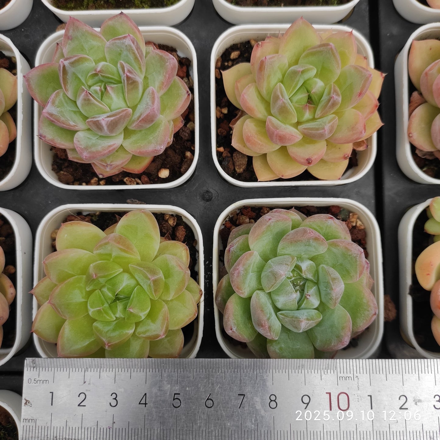 HG082 Echeveria Amazing Grace x Champagne(7cm pot size)