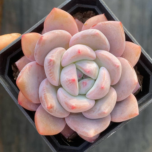 360092 Echeveria Miss Sweetheart (7cm pot size)