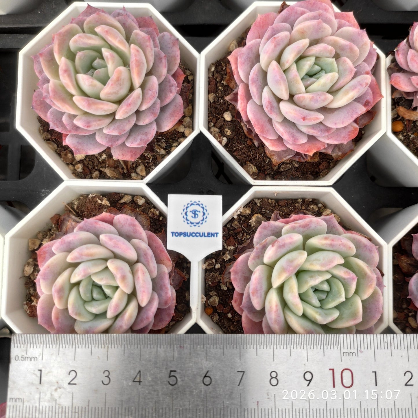 17305 Echeveria Caramel (7cm pot size)