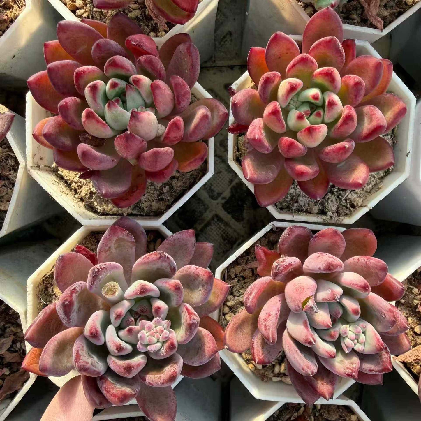 264763 Echeveria Ruby Wine (7cm pot size)